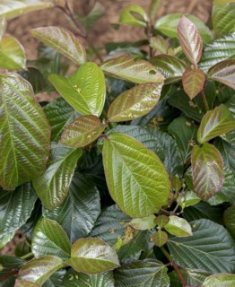 Viburnum SHINY DANCER, Anchers Havecenter, Grand Haven, Michigan, United States of America