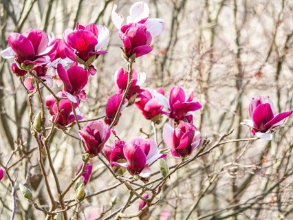 Beautiful pink magnolia blossoms bloom in bright sunlight, signaling the vibrant onset of spring.