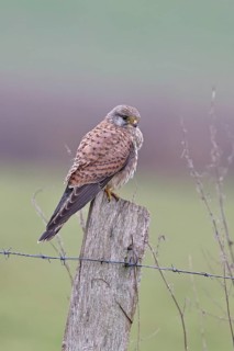 Kestrel (Falco tinnunculus), on a pasture fence post, Bieslicher Insel, Lower Rhine, North
