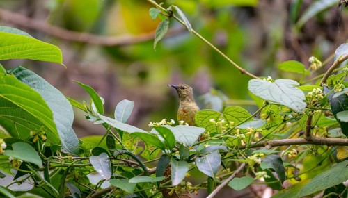 Olive-bellied Sunbird (Cinnyris chloropygius) sitting on a branch, Mgahinga Gorilla National Park,
