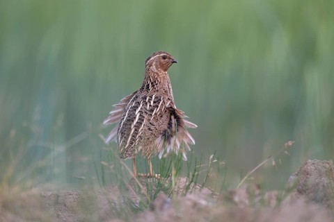 Common Quail (Coturnix coturnix), Saxony, Germany