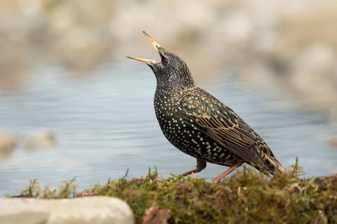 Common Starling (Sturnus vulgaris) female at waterhole, Bavaria, Germany