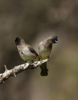 Common Bulbul (Pycnonotus barbatus), Chobe, Botswana