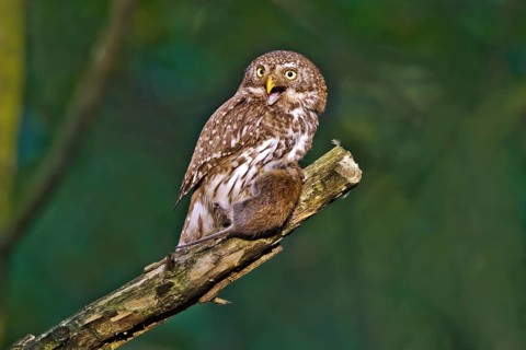 Eurasian Pygmy Owl (Glaucidium passerinum) female perched on a branch with prey, Bavaria, Germany