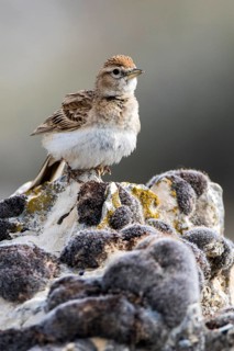 Greater Short-toed Lark (Calandrella brachydactyla) perched on a rock, Castile and Leon, Spain