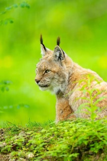Eurasian lynx (Lynx lynx) lying the grass, Bavaria, Germany