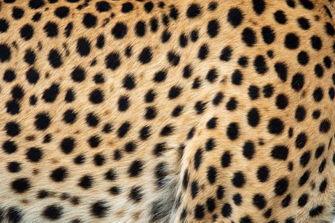 Detailed close-up view of a cheetah's unique spotted fur pattern, highlighting the texture and