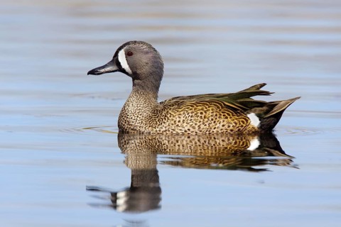 Blue-winged Teal Anas discors Tucson, Arizona, United States 17 March Adult Male Anatidae