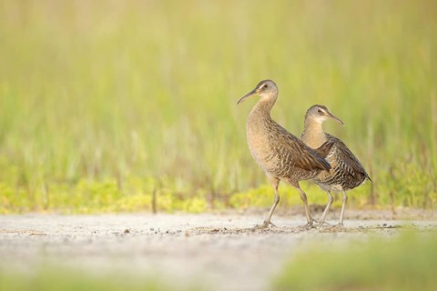 Clapper Rail (Rallus crepitans), Texas, USA