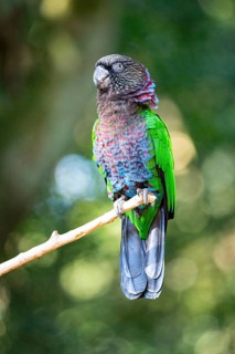 Red-fan parrot (Deroptyus accipitrinus) Pantanal Brazil