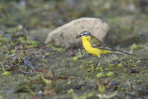 Western Yellow Wagtail (Motacilla flava) male, Mecklenburg-Western Pomerania, Germany