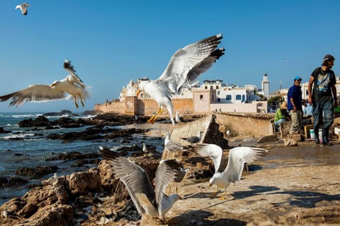 Fishermen and seagulls on the promenade, Essaouira, UNESCO World Heritage Site, Atlantic coast,