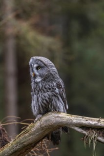 One great grey owl (Strix nebulosa) sitting on the root of a fallen spruce tree