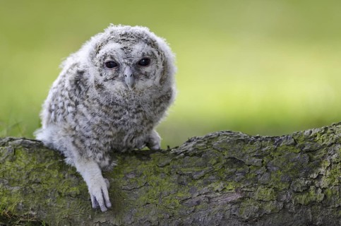 Tawny Owl (Strix aluco) juvenile, North Rhine-Westphalia, Germany