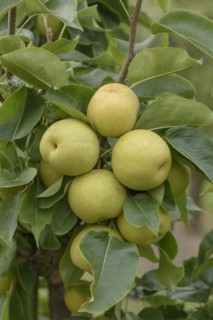 Pyrus pyrifolia 'An Ben Pear', Bundessortenamt Prüfstelle Wurzen, Wurzen, Saxony, Germany