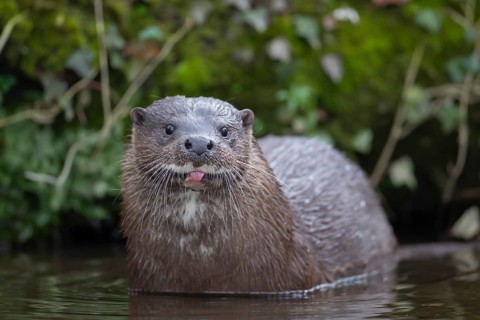 European otter (Lutra lutra) adult animal sticking its tongue out whilst in a river, Norfolk,