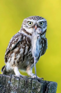 Little Owl (Athene noctua) perched on a pale with mouse prey in beak, Schleswig-Holstein, Germany