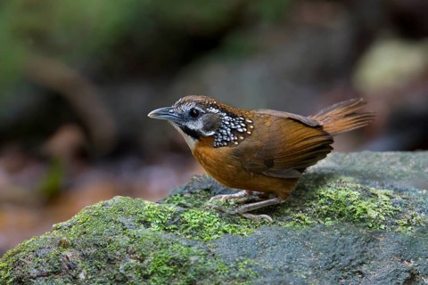 Spot-necked Babbler (Stachyris strialata), Thailand