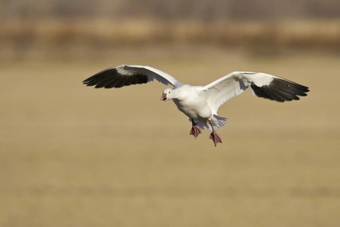 Snow Goose (Anser caerulescens), New Mexico, USA