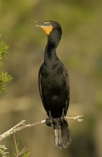 Double-crested Cormorant (Phalacrocorax auritus), Texas, USA