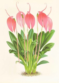 Orchid, Masdevallia lindeni var grandiflora, authentic reproduction of an illustration by Jean