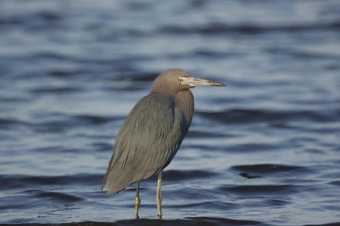 Great Blue Heron (Egretta caerulea) in the water, Myakka River State Park, Florida, USA