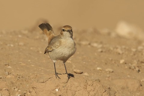 Red-rumped Wheatear (Oenanthe moesta), Morocco