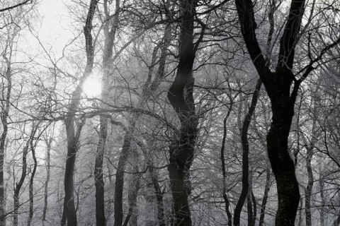 Hoarfrost on trees