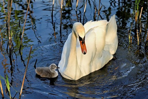 Mute swan (Cygnus olor), male with chicks swimming in Lake Zug, Canton Zug, Switzerland
