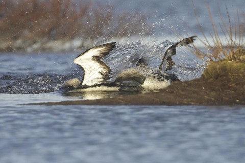 Pacific Loon (Gavia pacifica) mating, Manitoba, Canada