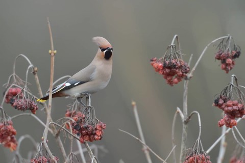 Bohemian Waxwing (Bombycilla garrulus), North Rhine-Westphalia, Germany