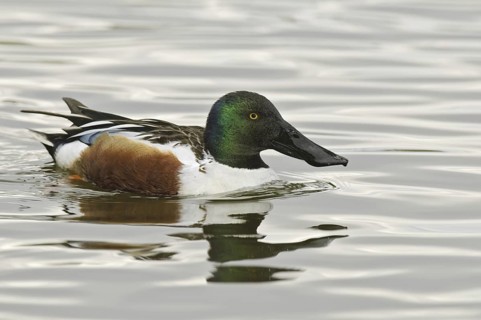 Northern Shoveler (Spatula clypeata) male, Arizona, USA
