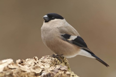 Eurasian Bullfinch (Pyrrhula pyrrhula) female, Rhineland-Palatinate, Germany