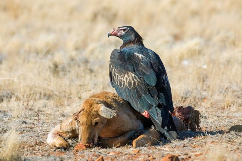 Wedge-tailed Eagle (Aquila audax) feeding on Red kangaroo (Macropus rufus) carrion, South