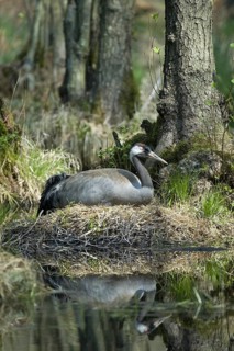 Common Crane (Grus grus) nest, Mecklenburg-Western Pomerania, Germany