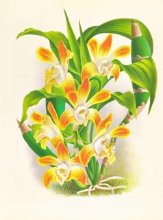 Orchid, Chysis aurea, authentic reproduction of an illustration by Jean Jules Linden (1817 - 1898),