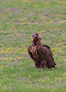 Cinereous Vulture (Aegypius monachus) in flowering grass steppe, Bulgan Aimag, Mongolia