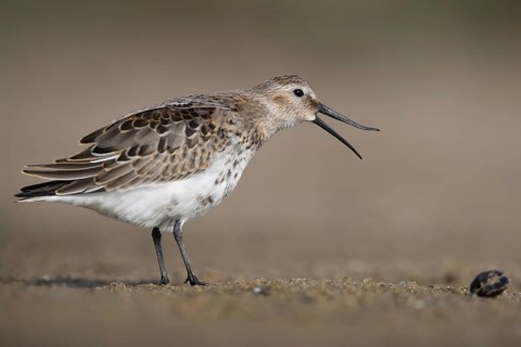 Dunlin (Calidris alpina), Mecklenburg-Western Pomerania, Germany