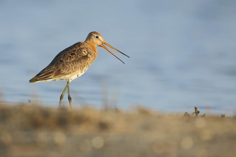 Black-tailed godwit (Limosa limosa), De Staart, Texel, North Holland, Netherlands