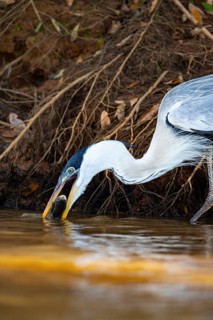 Cocoi Heron (Ardea cocoi) Pantanal Brazil