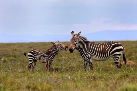 Cape Mountain Zebra (Equus zebra), adult, female, mother, juvenile, social behaviour, Mountain