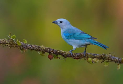 Blue-gray Tanager (Thraupis episcopus) - at Laguna Lagarto Lodge near Boca Tapada, Costa Rica