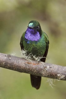 Purple-throated Sunangel (Heliangelus viola), Ecuador