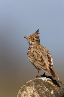 Crested Lark (Galerida cristata), Germany