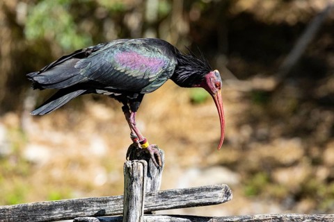 Northern Bald Ibis (Geronticus eremita) Captive Germany