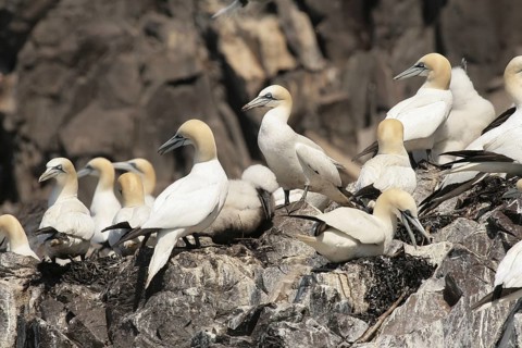 Northern Gannet (Morus bassanus), Scotland, United Kingdom