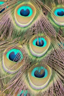 Indian peafowl or Peacock (Pavo cristatus) adult male bird close up of its tail feathers, England,