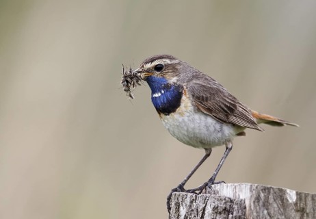Bluethroat (Luscinia svecica cyanecula) male, Schleswig-Holstein, Germany