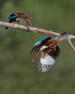 White-throated Kingfisher (Halcyon smyrnensis) adults hunting, Penang, Malaysia