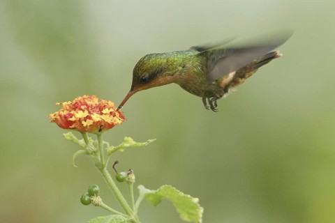 Rufous-crested Coquette (Lophornis delattrei), Trinidad and Tobago